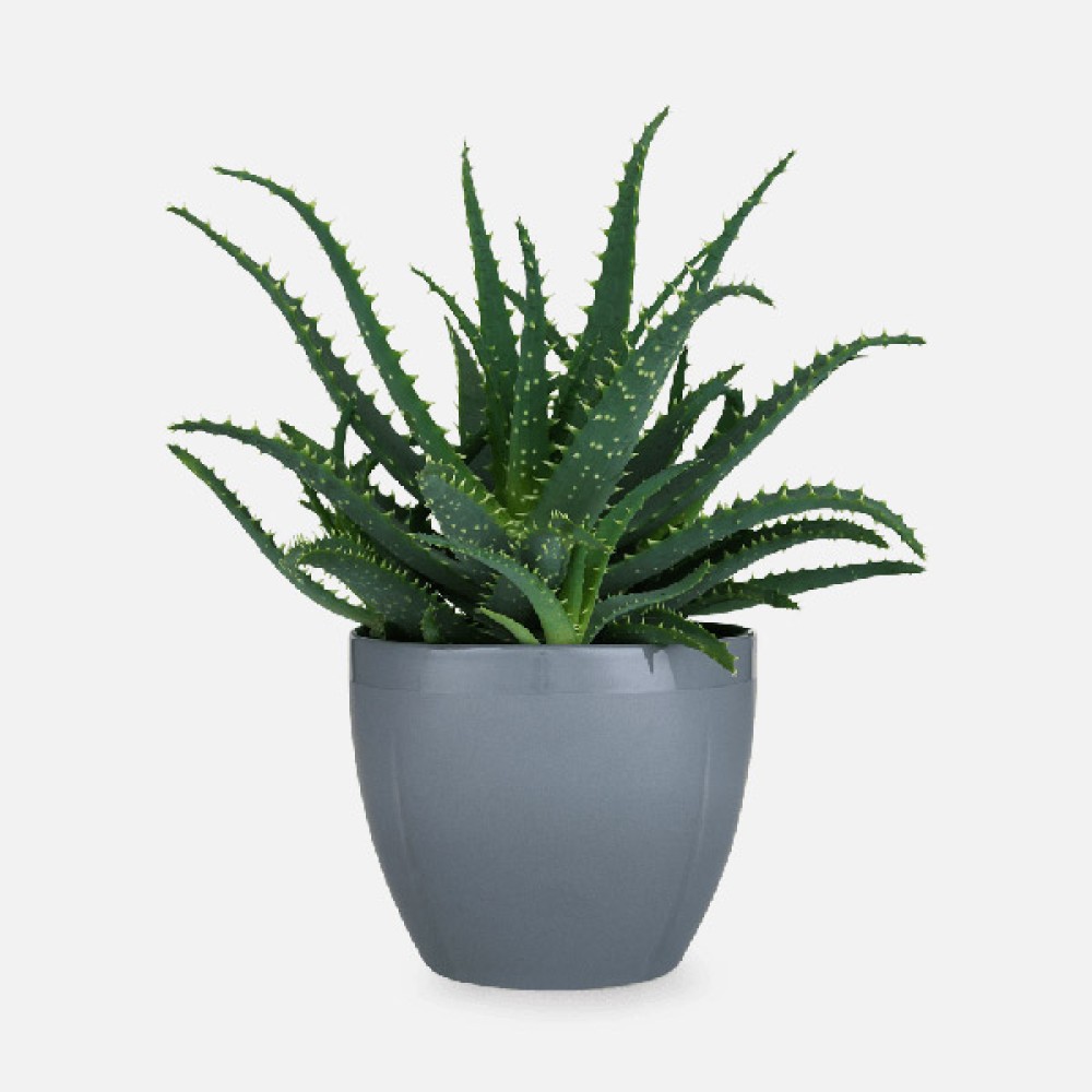 آلویه شمعدانی